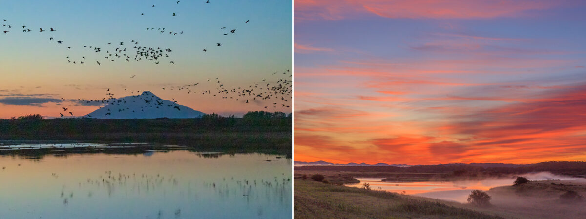 左）振老沼の渡り鳥のねぐら入り　右）振老沼の朝焼けと朝霧